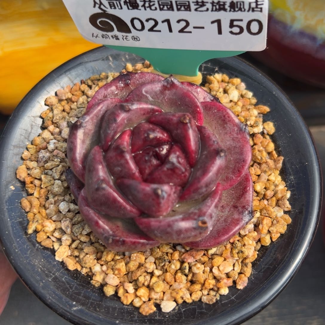 从前慢多肉精选编号0212.150