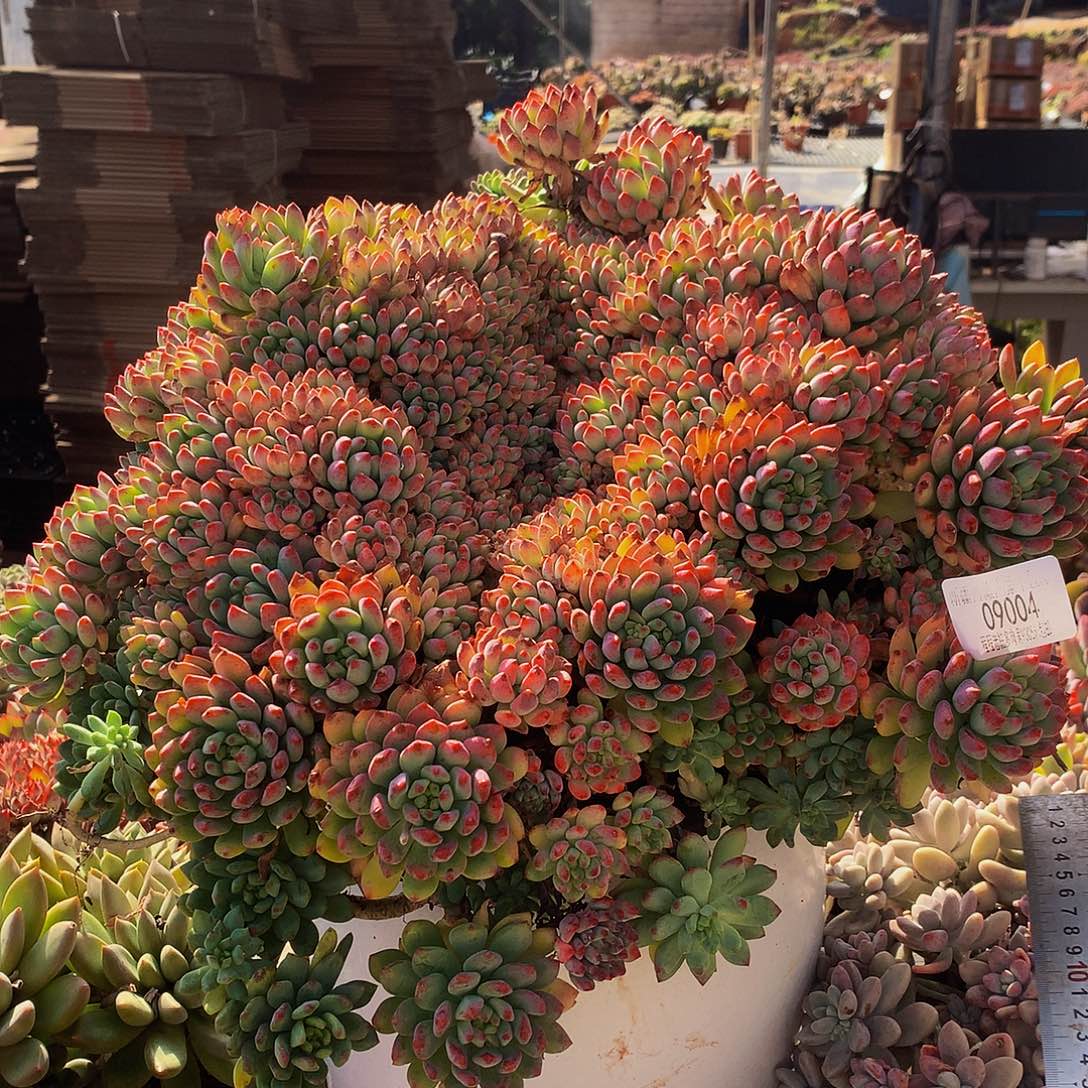 鹏***店蓝苹果09004多肉多肉