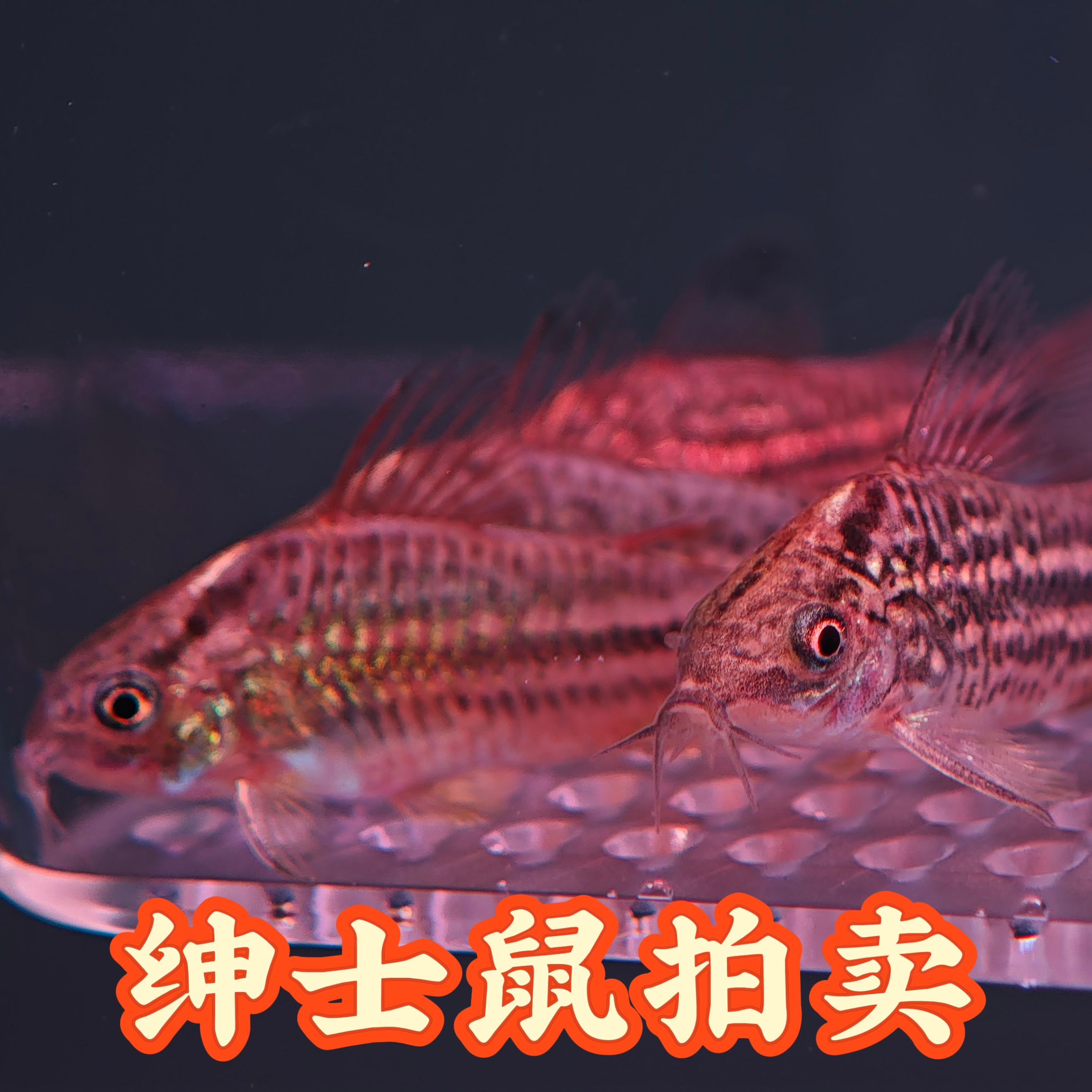 18号 绅士鼠鱼10条