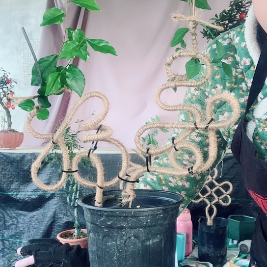 无花朵金弹子福寿双全。 