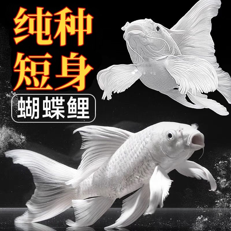 纯种台湾蝴蝶贵妃球体冷水短身龙凤普身锦鲤观赏鱼鱼苗耐活好养