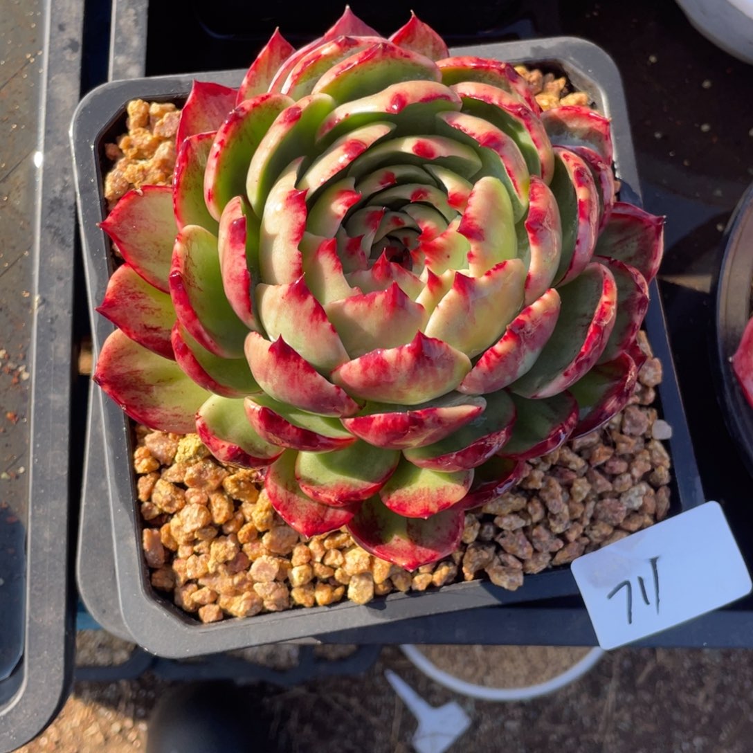 惊鸿仙子冠服16左右