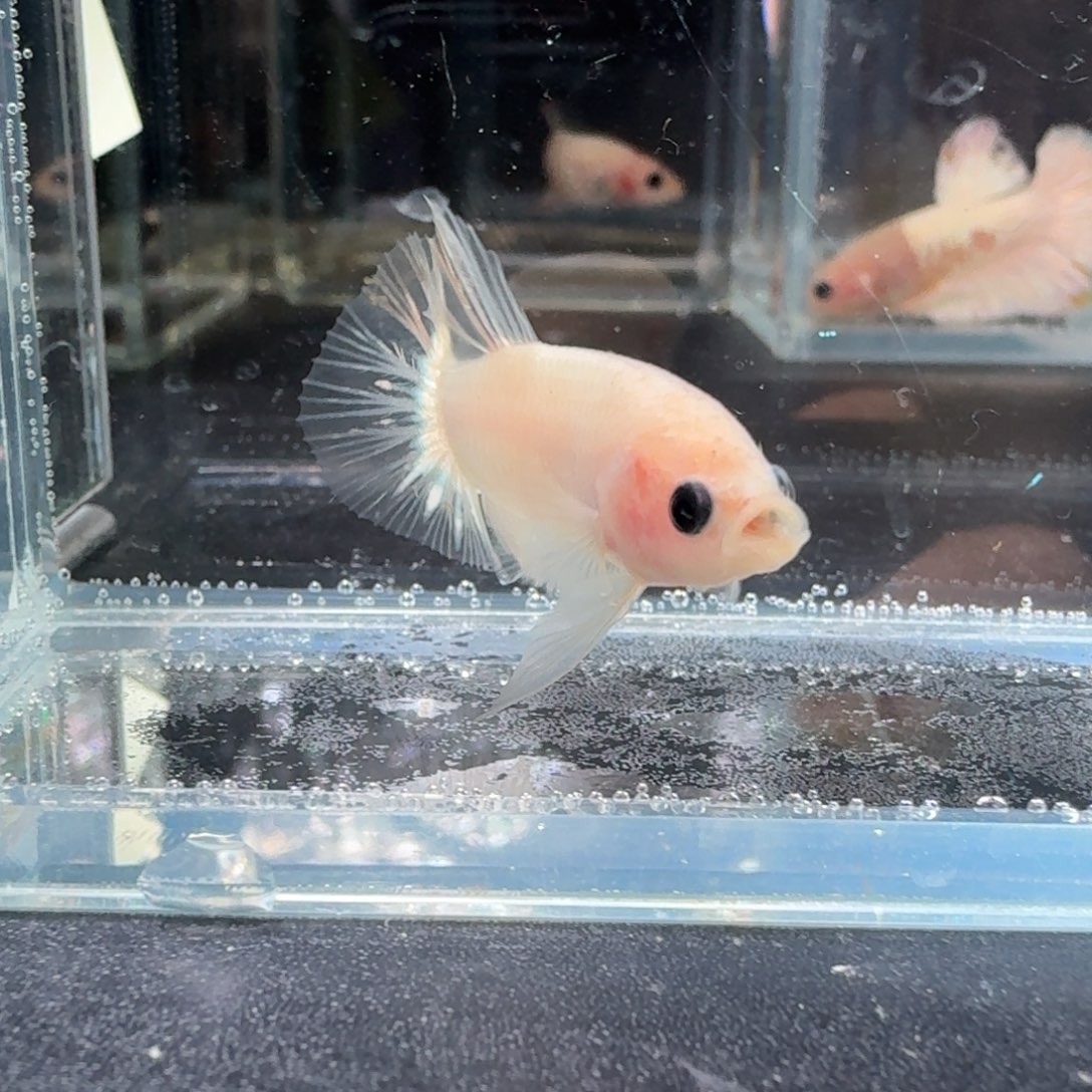 海水鱼31号拍品印尼斗鱼