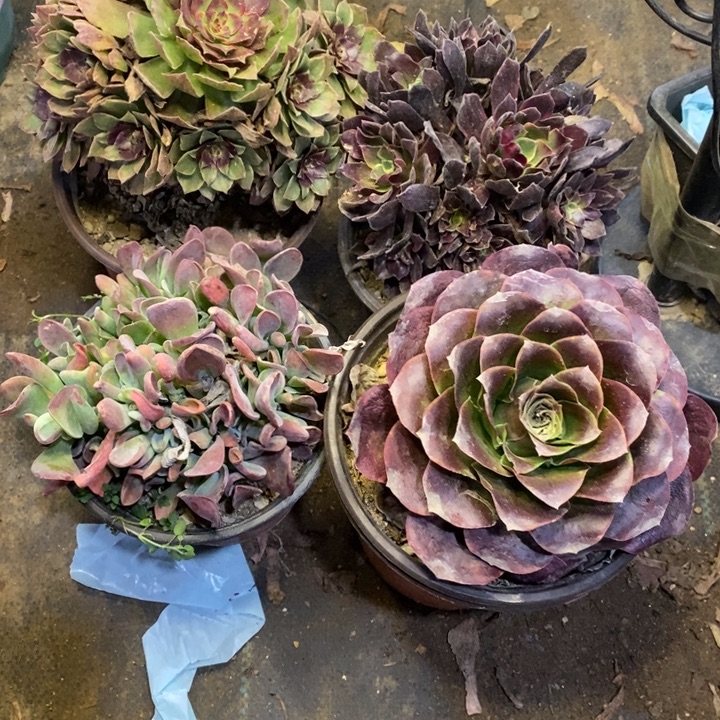 4盆多肉断头不包236