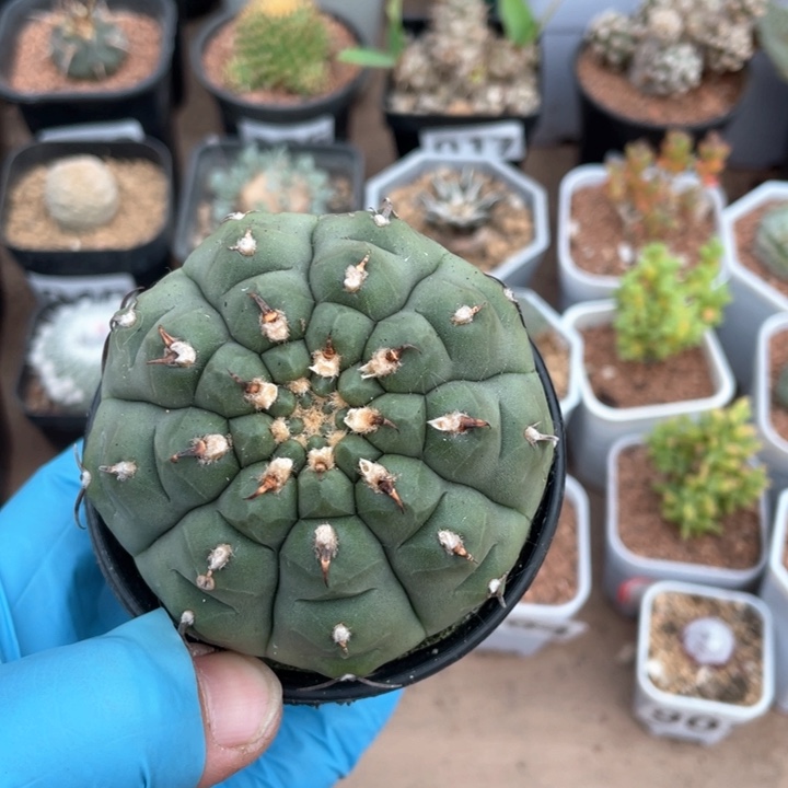 961短豪刺春秋之壶