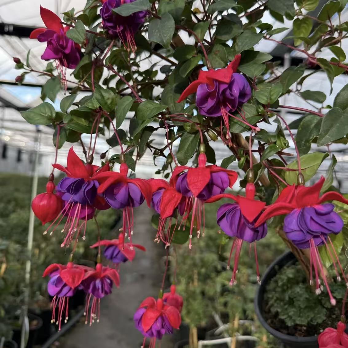 精品【紫石榴】棒棒糖超大花重瓣灯笼花倒挂金钟