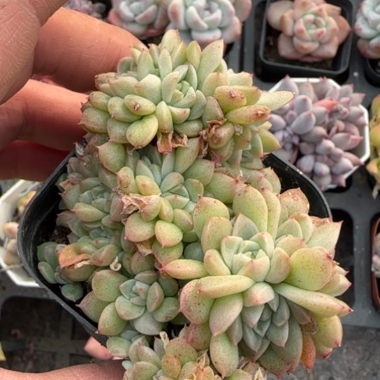 215麦秆缀多肉植物多