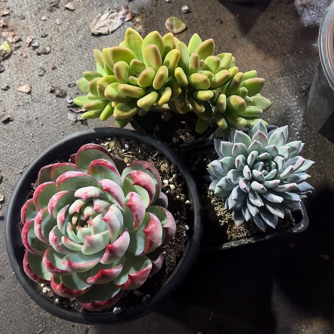 蓝***8惊鸿。芒果奶，美人杂