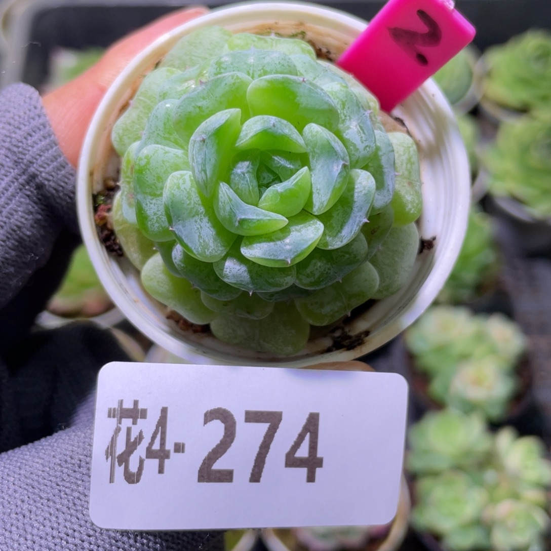花利美4-274新品  