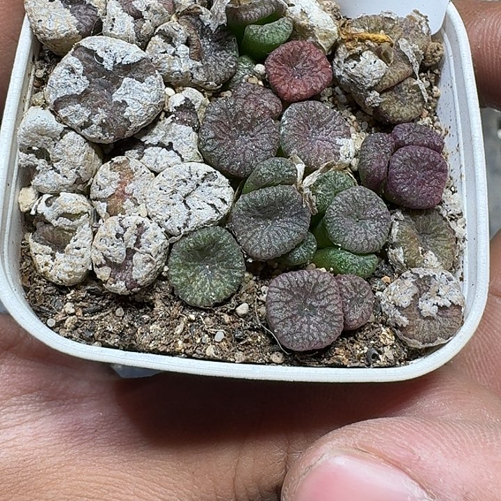 256 多肉植物多肉植物