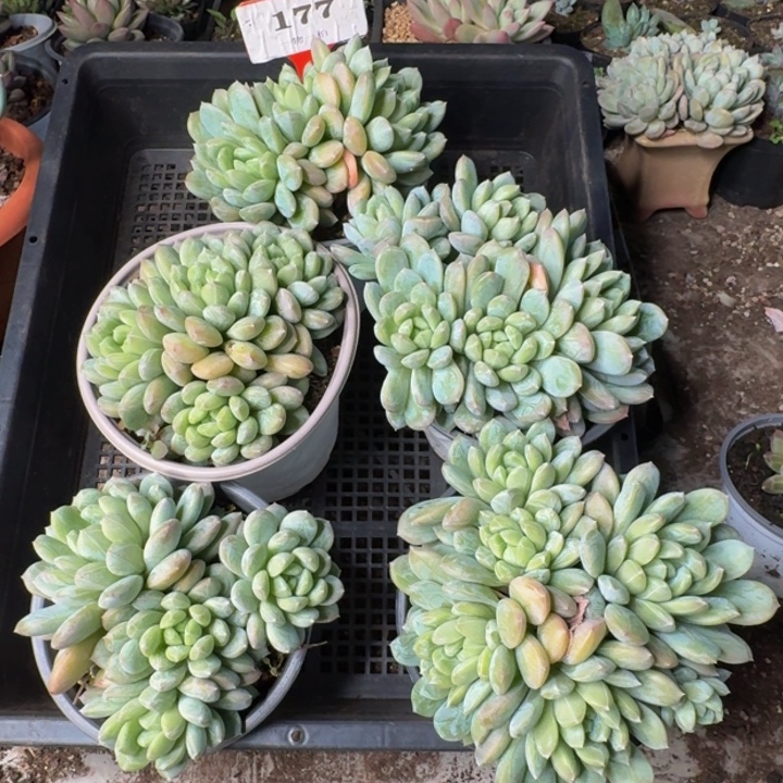 177多肉植物一物一拍