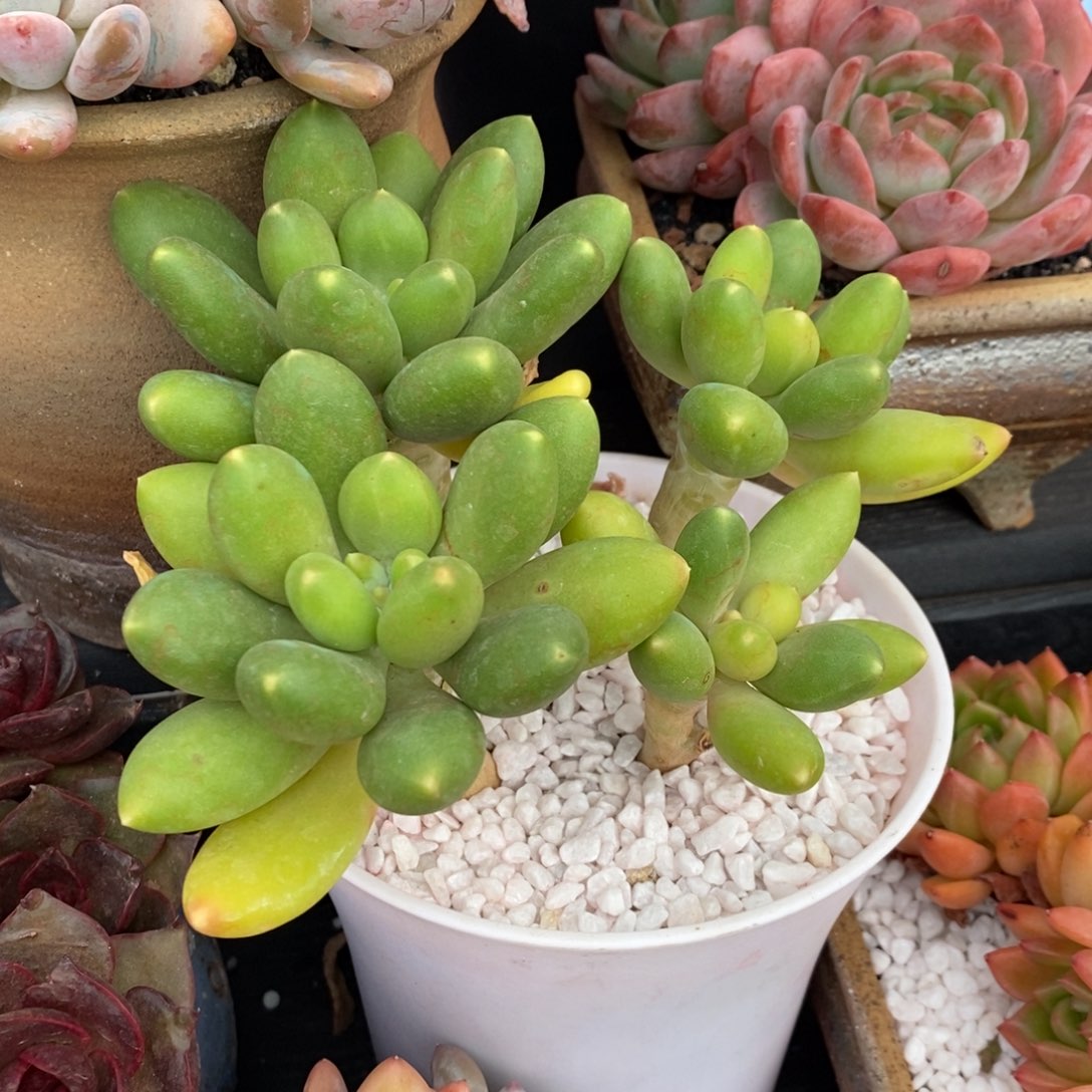 KK美人多肉植物盆栽