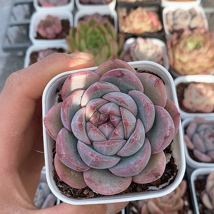 多肉植物一物一拍0249