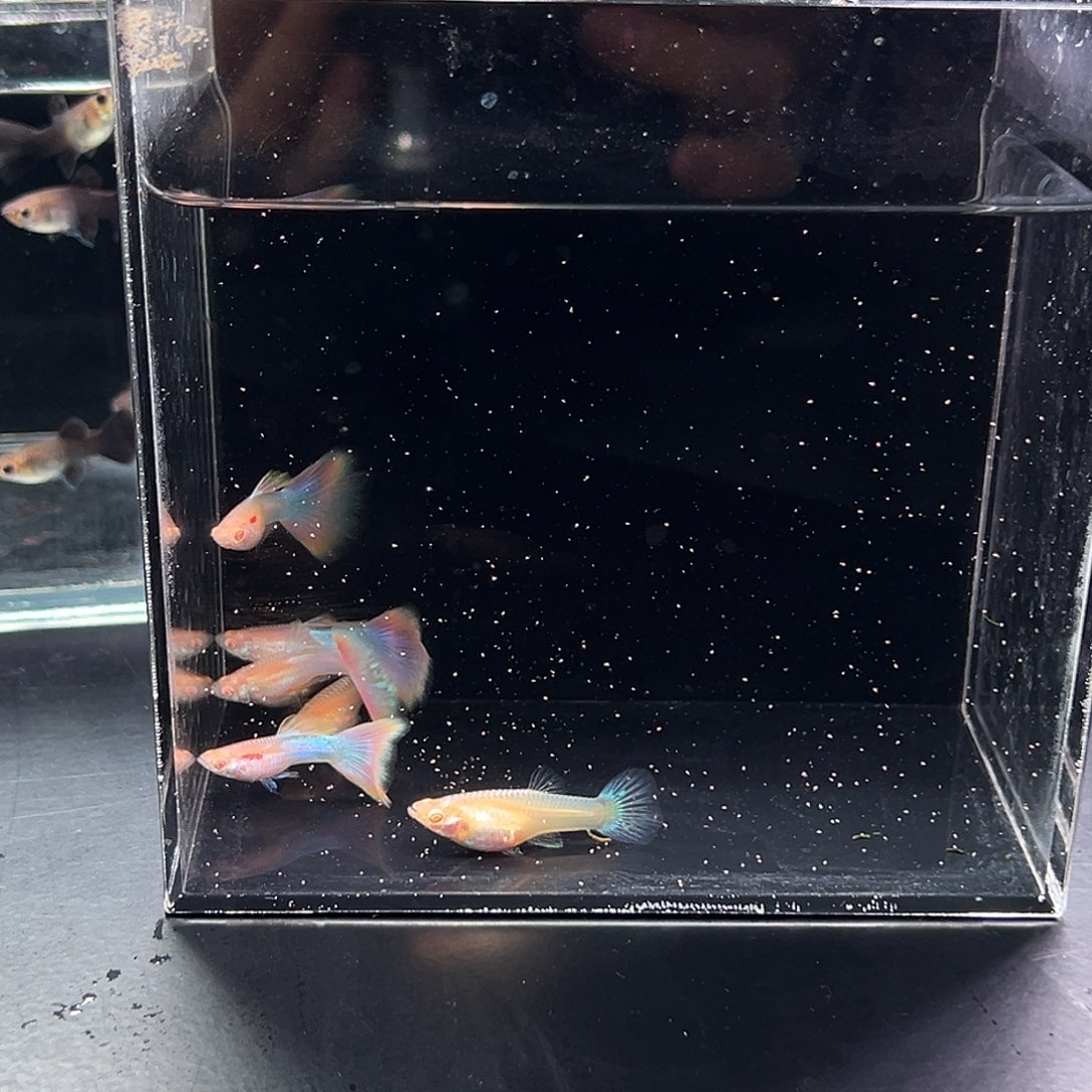 森***属孔雀鱼天使彩虹4公3母