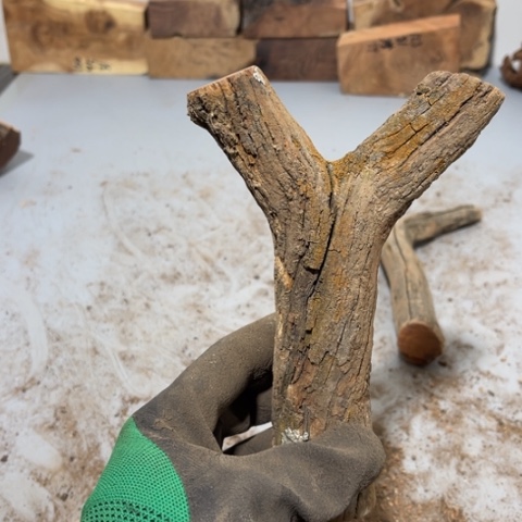 大果紫檀（缅甸花梨）长****学