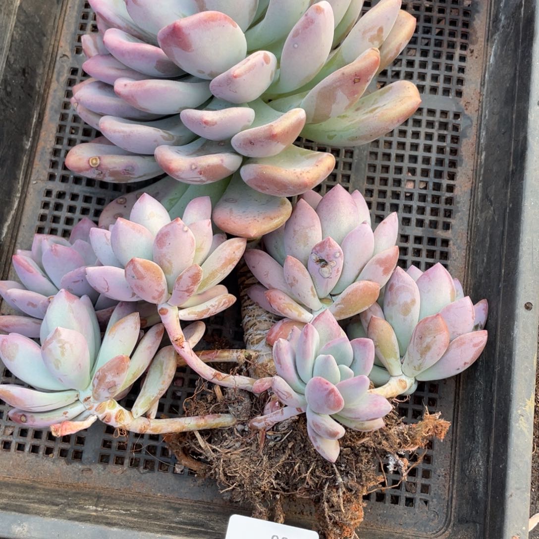 嘎*506奥普林娜群生多肉植物老桩