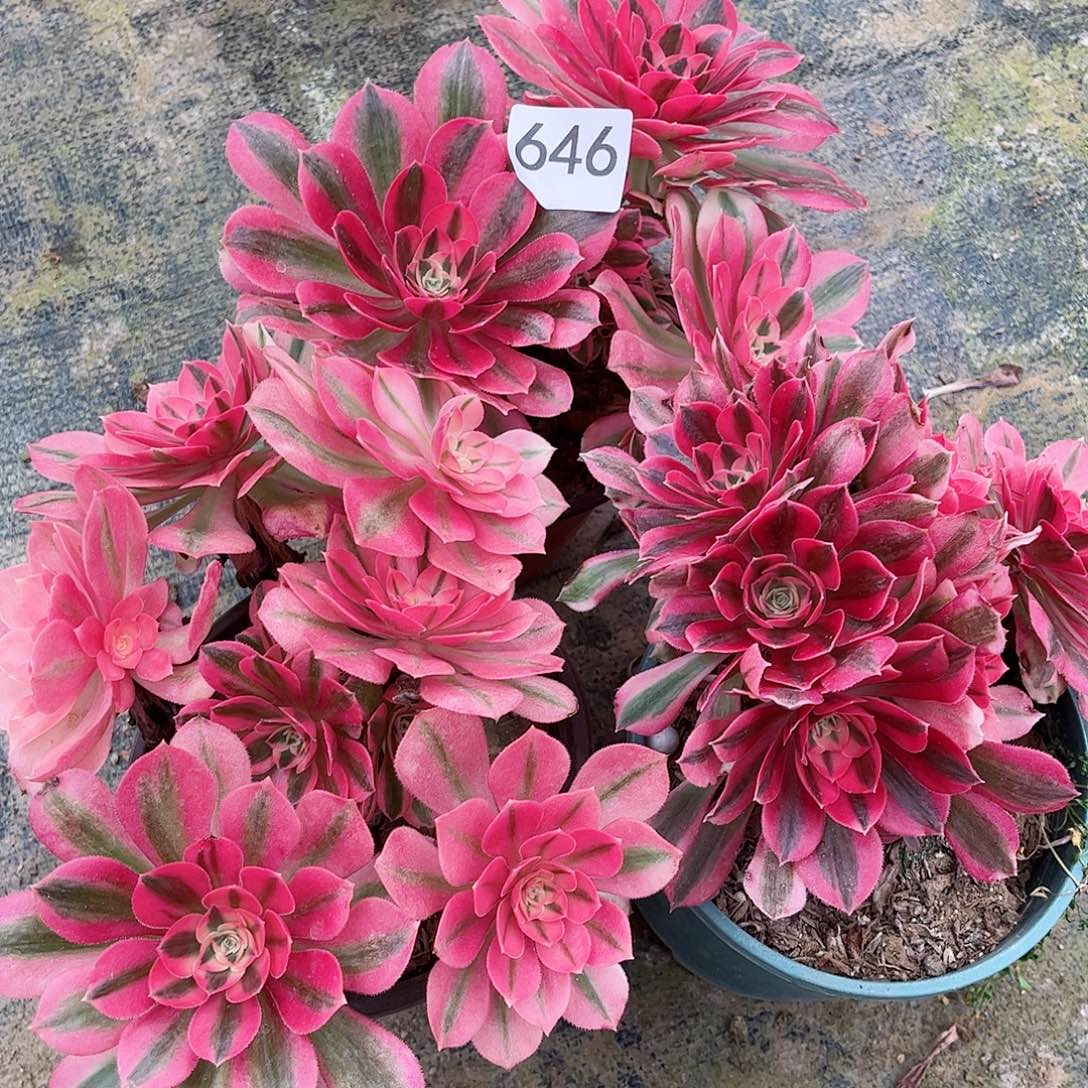 多肉植物组合646