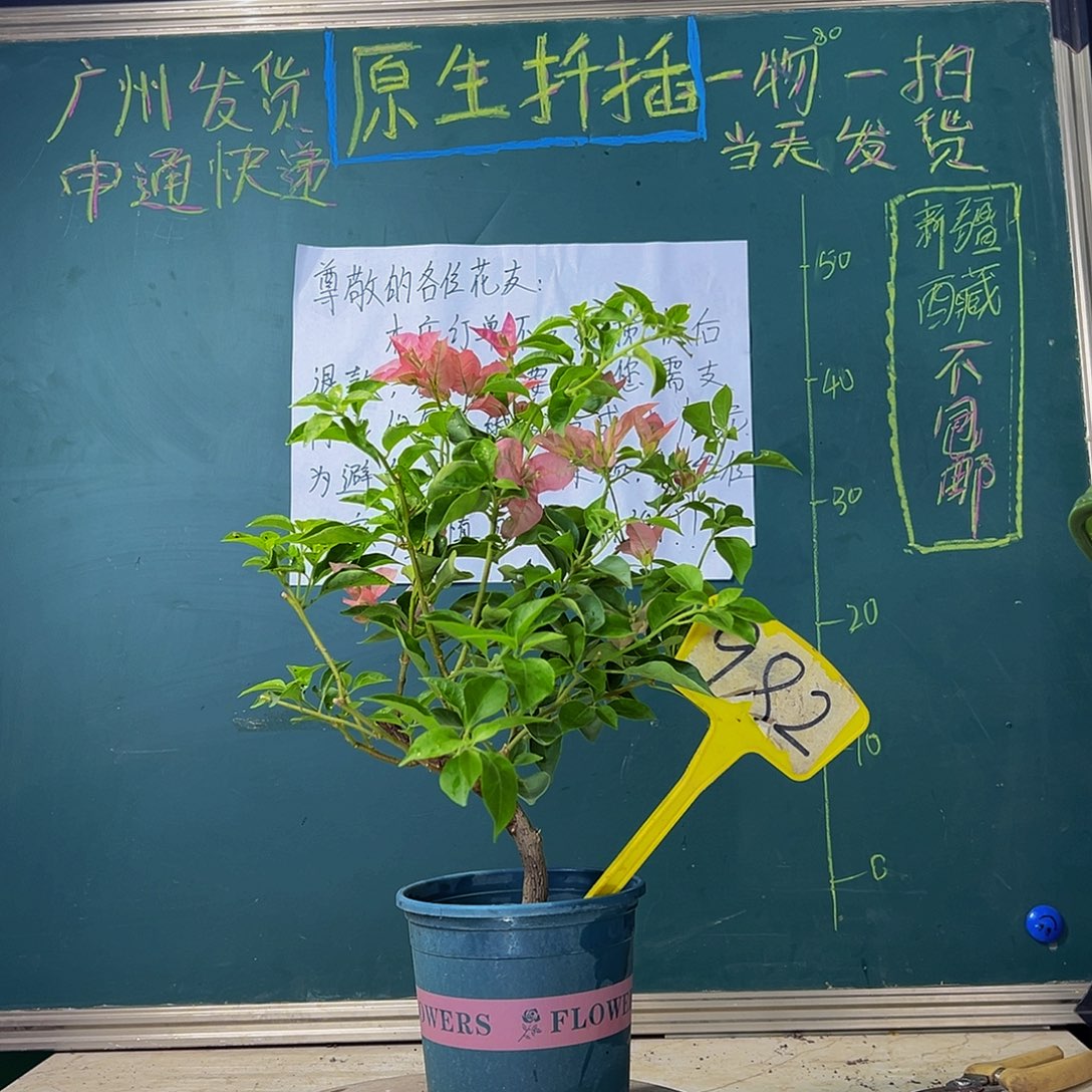 当前无花栽培后可以开花  造型杆 卡亚塔 982