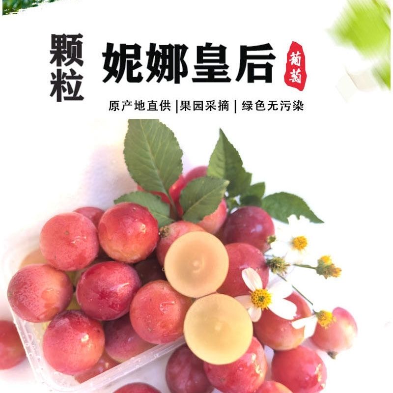 酵素妮娜皇后树上熟原色香味浓郁清甜无籽老人孕妈小孩包退换山东省