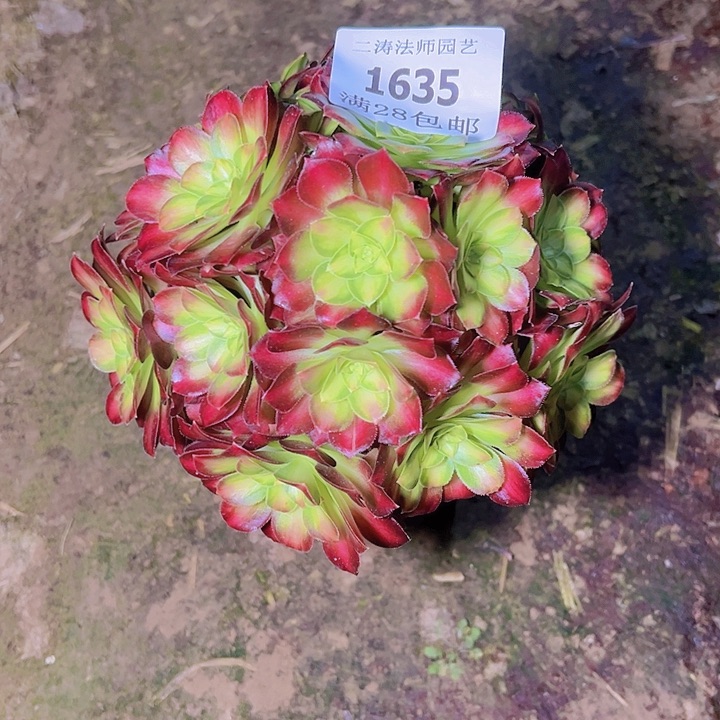 1635韶华多肉植物2号