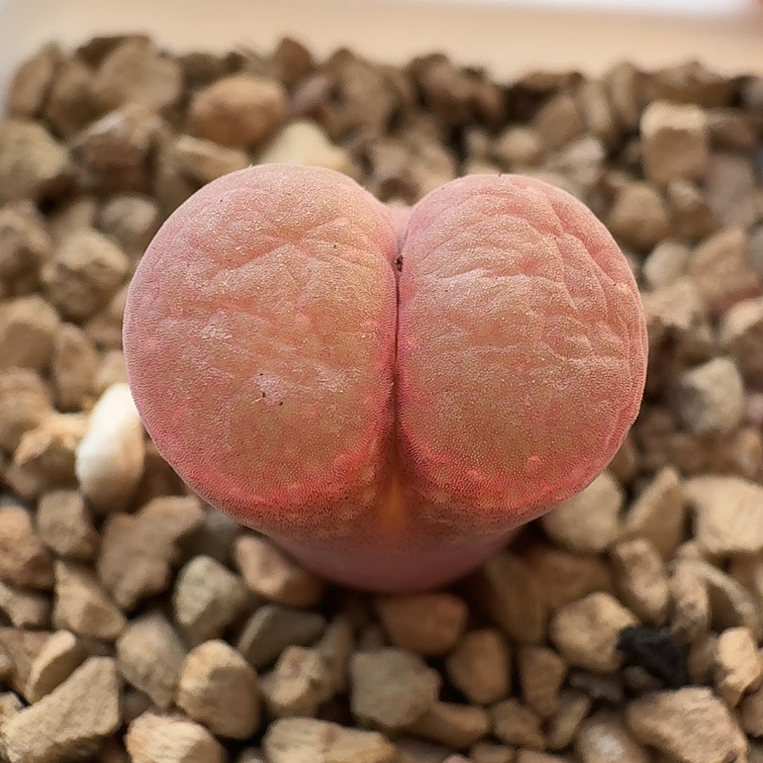 风铃玉哈哈哈哈哈哈哈