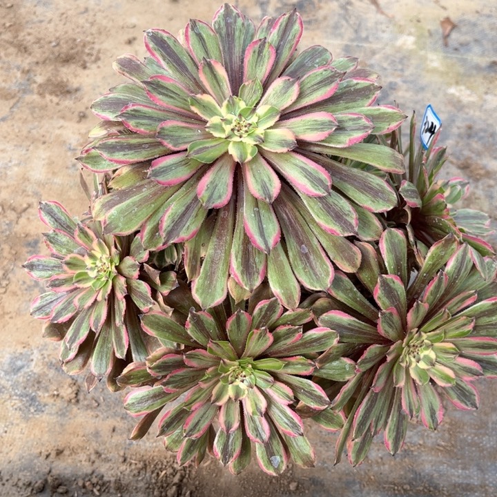 324萤火粉黛多肉法师