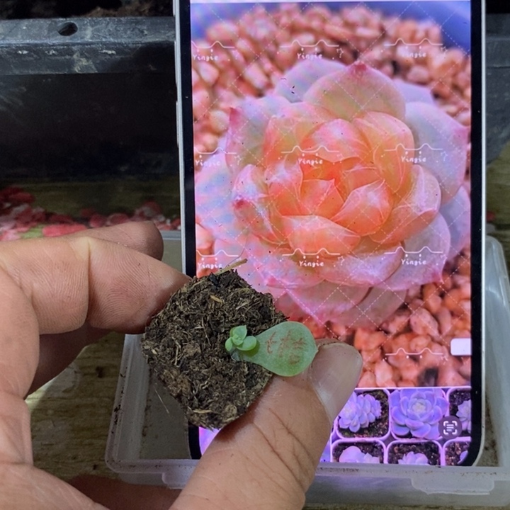 穴盘橙甜心芽苗一个