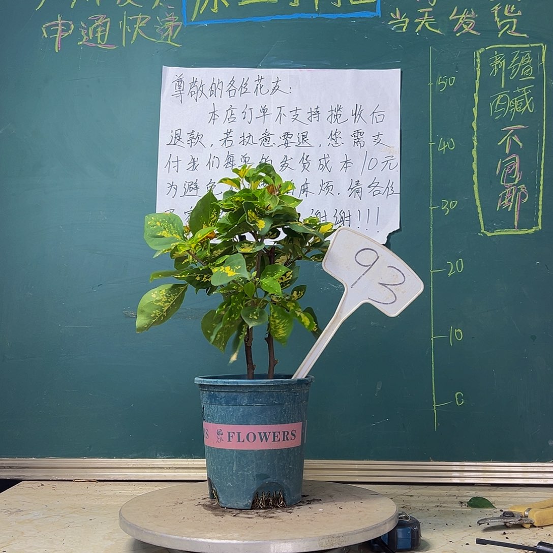 当前无花栽培后可以开花双杆 洒金橙93