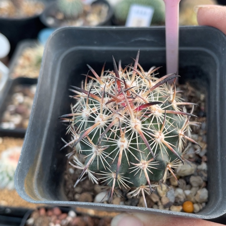 实生紫宝玉263900000