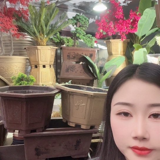 复合盆景50盆4个