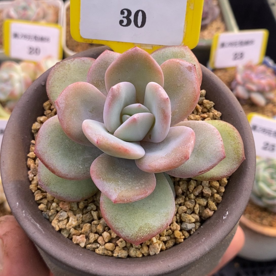 830奶茶福利单头