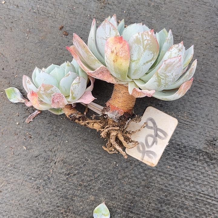 安***两单包邮，一物一拍808