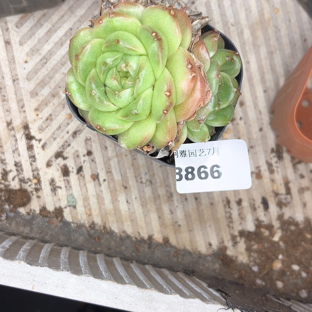 阿雅园艺         8866