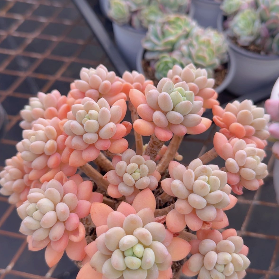 【闪购商品】鱼子酱25.8