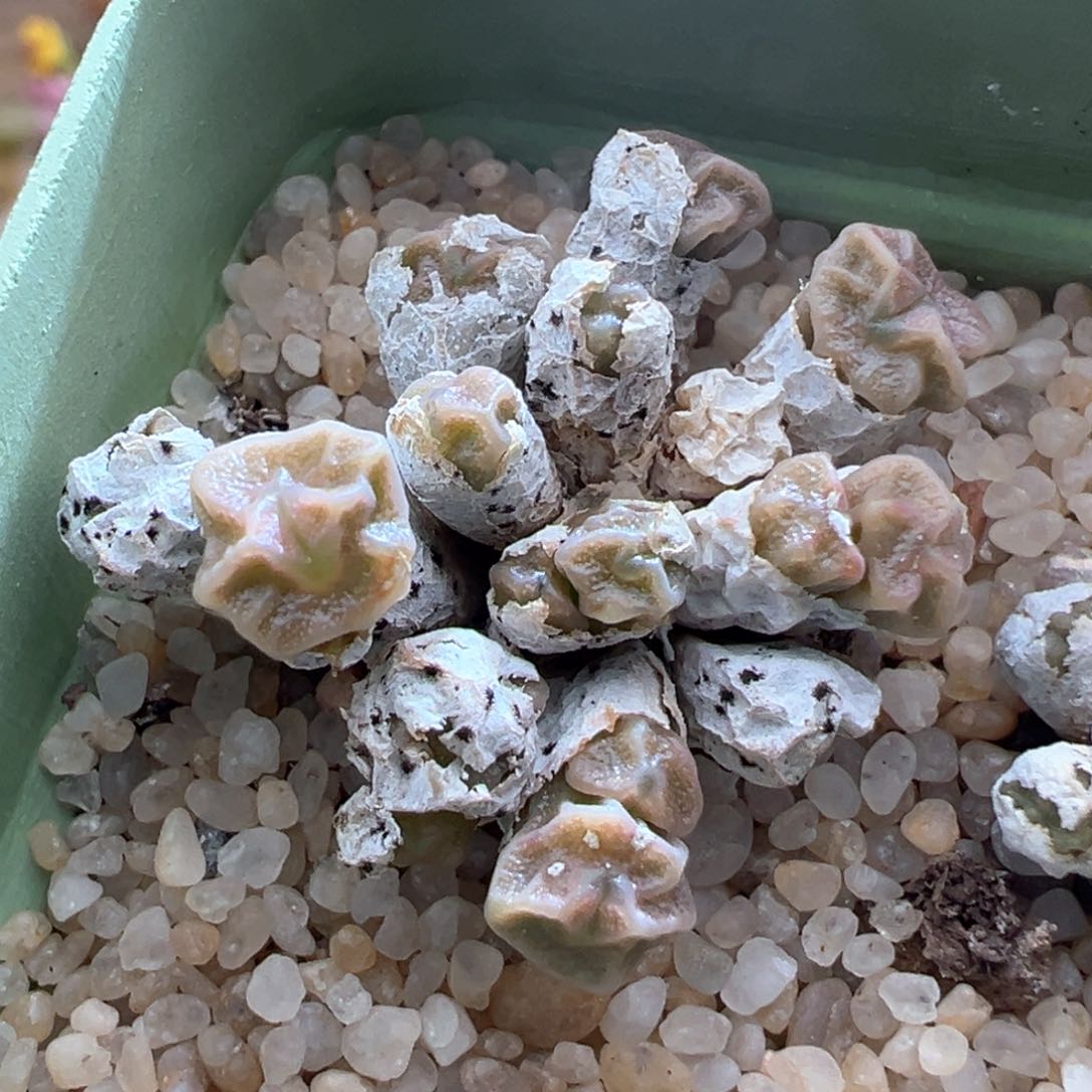 371。青蛙种源饺子皮肉锥