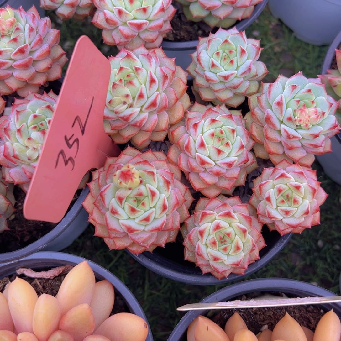 香玉的故事是一个人的故事