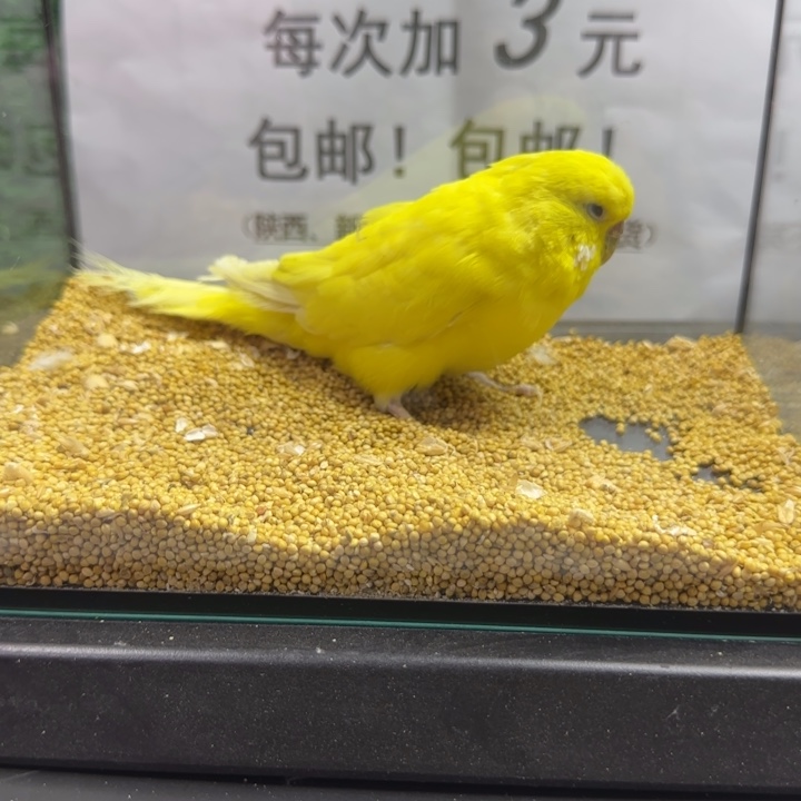 虎皮鹦鹉大头虎皮鹦鹉