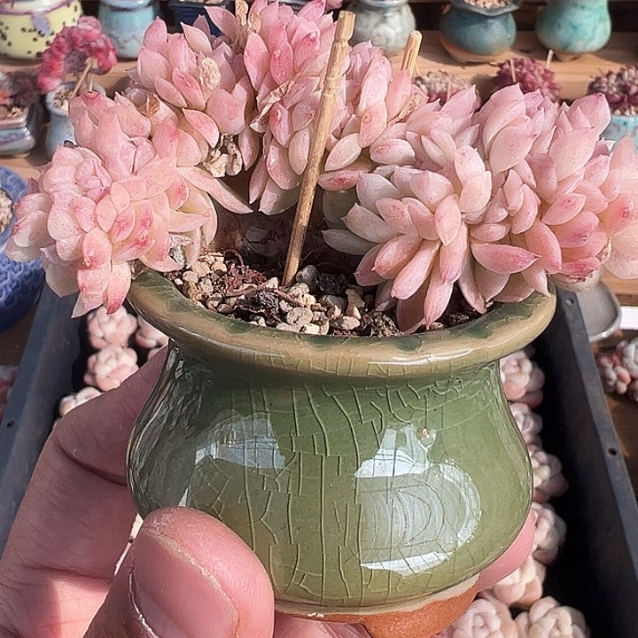 冰玉杂缀化1148多肉