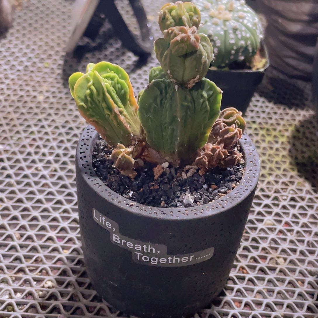 088实生根群生核桃鸾凤玉