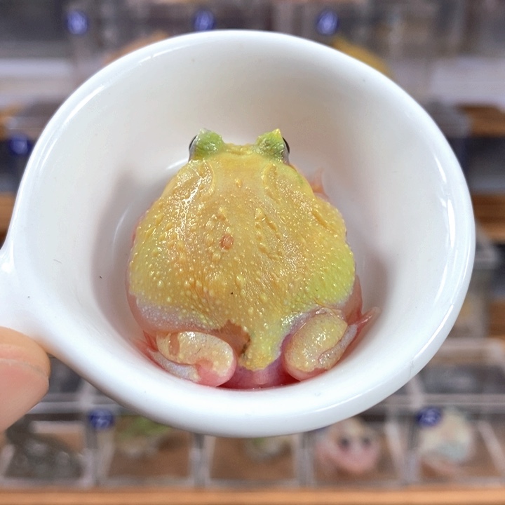 角蛙149号双基因蛋黄变异