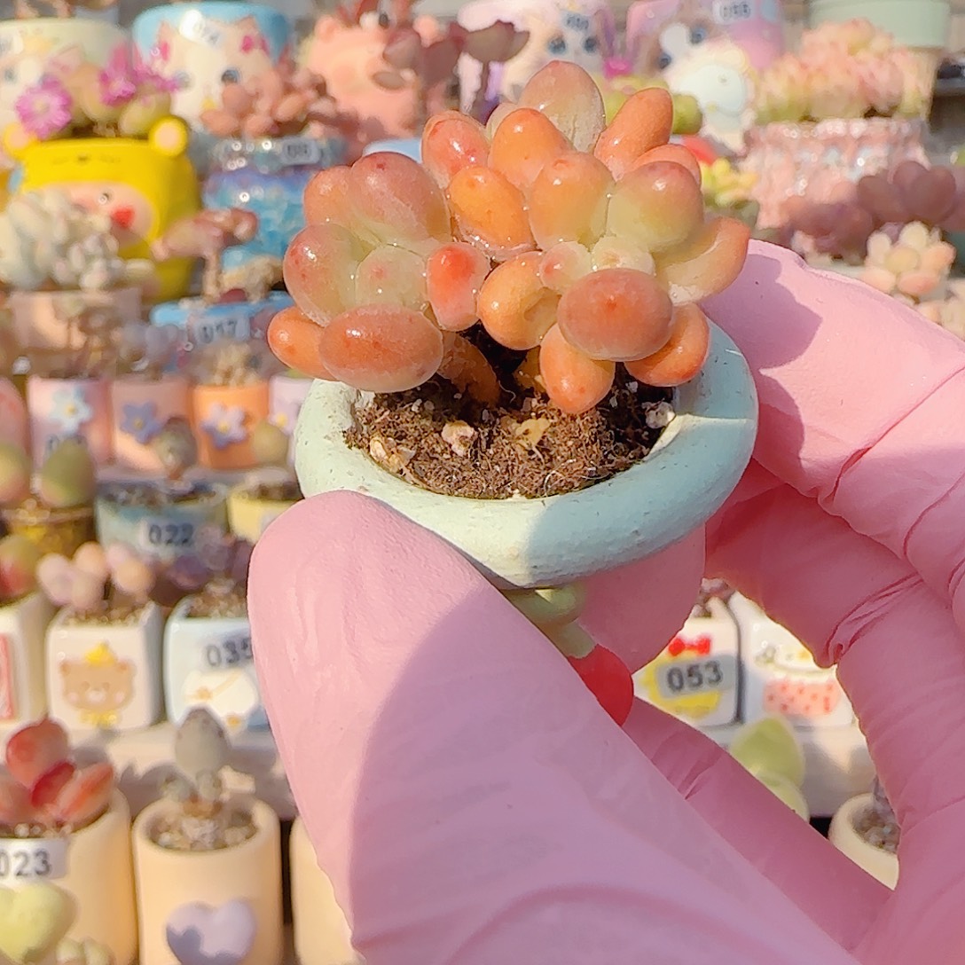 L 樱花奶 盆口2.5cm