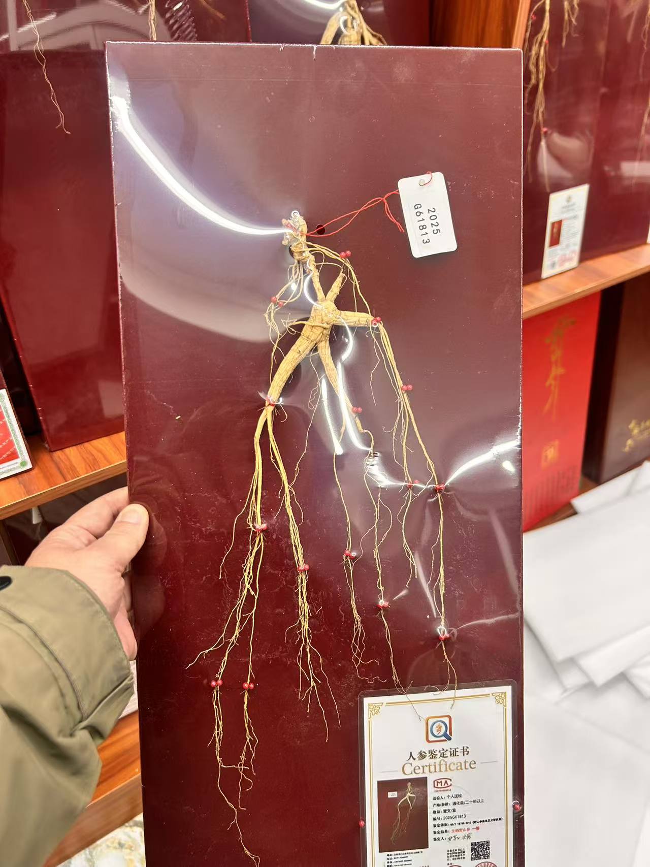 60公分省检一等长白山林下参带证书礼盒装高参龄滋补佳品