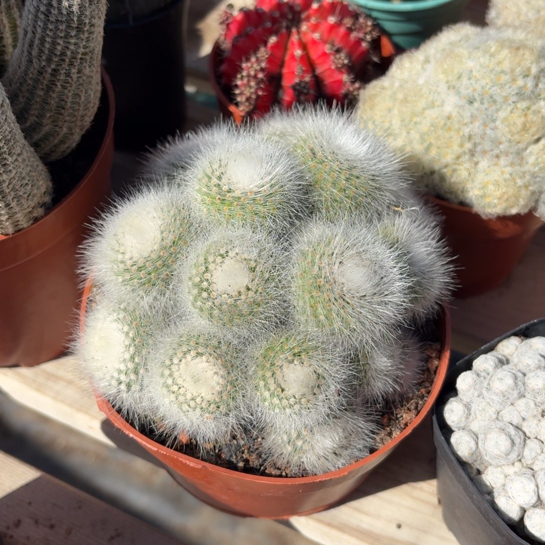 白小町仙人球整群14㎝盆