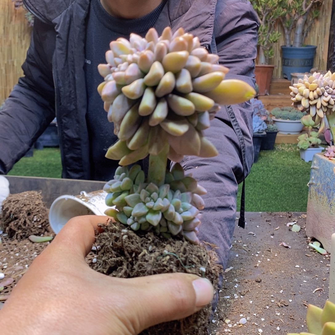 懒*H170号淡雪缀多肉