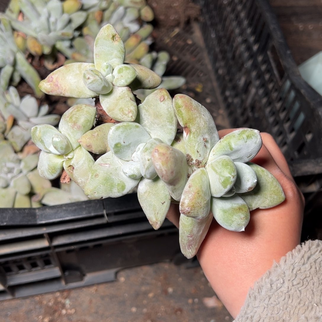 四头拇指哈哈哈哈哈哈