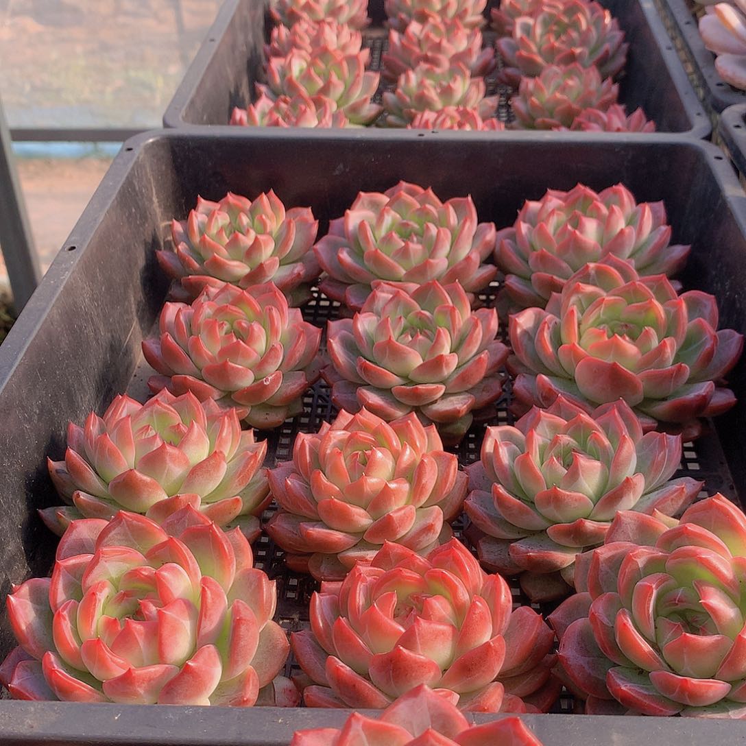 红鸾中号000000000000000