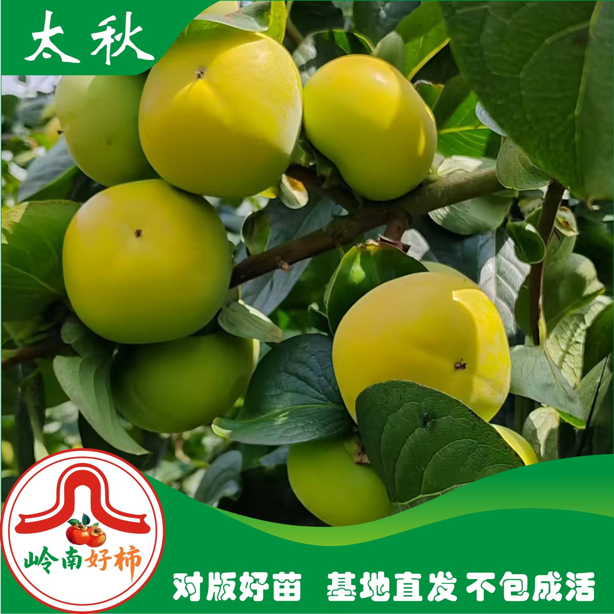 正宗太秋脆柿苗柿子树苗柿子树地栽盆栽基地直发（包对版不包成活）