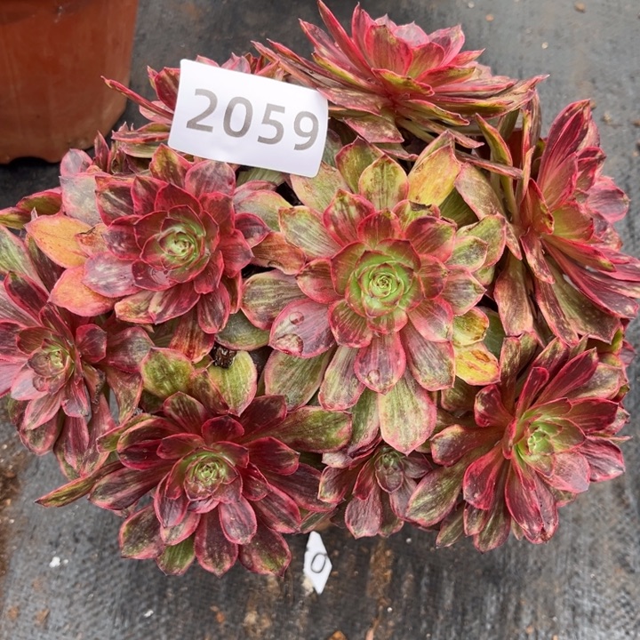 新品半夏特价多肉