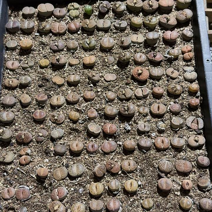 生石花11111。   715