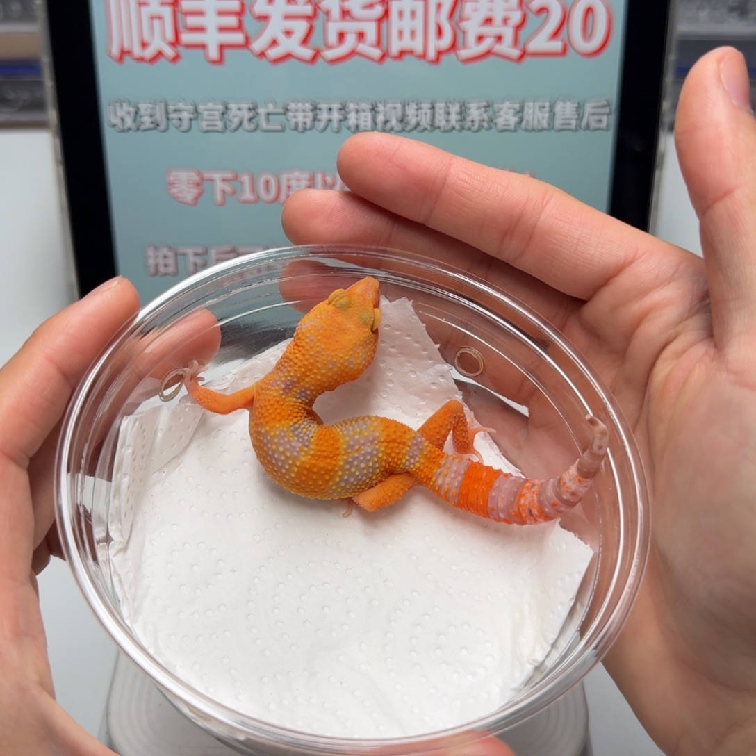 豹纹守宫烈酒妹妹